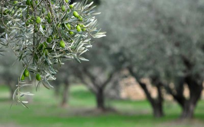 Monitoraggio maturazione delle olive
