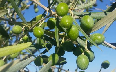 Perché è giusto lavare le olive prima della frangitura?